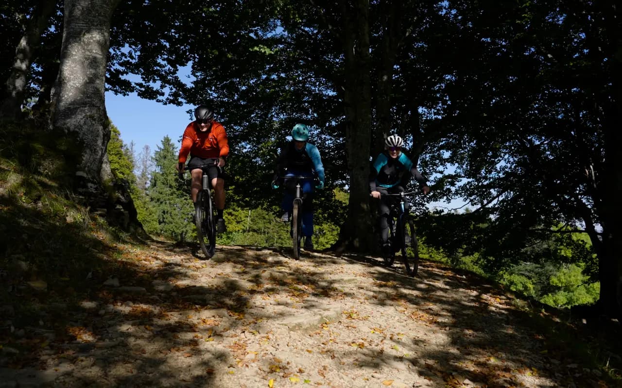 Ausschnitt aus dem Radsportarten-Mix: Fahrer auf dem Waldweg, Rennräder von hinten auf der Straße, zwei E-Bikes an der Kuhweide und abgestellte Räder an der Wiese.